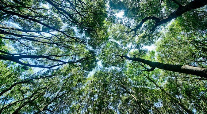 I boschi del Piemonte – Sala degli Stemmi – Monte dei Cappuccini – ore 21 – 31 maggio 2019.