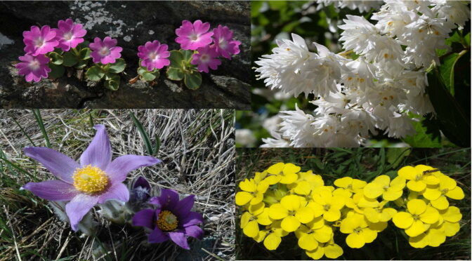 Orto Botanico di Torino – Aprile 2021